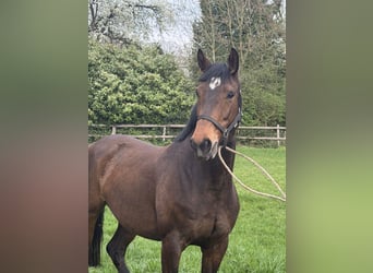 Hannoveraner, Stute, 6 Jahre, 165 cm, Brauner