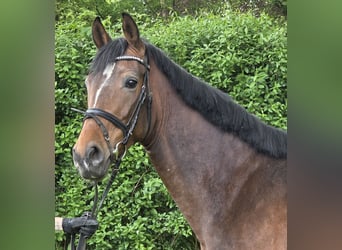 Hannoveraner, Stute, 6 Jahre, 165 cm, Brauner