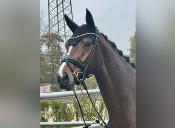 Hannoveraner, Stute, 6 Jahre, 165 cm, Brauner