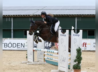 Hannoveraner, Stute, 6 Jahre, 165 cm, Brauner