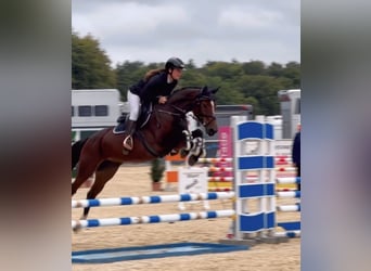 Hannoveraner, Stute, 6 Jahre, 165 cm, Brauner