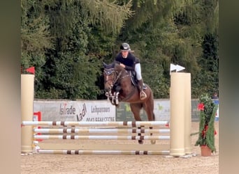 Hannoveraner, Stute, 6 Jahre, 165 cm, Brauner