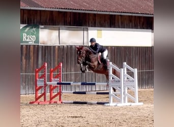 Hannoveraner, Stute, 6 Jahre, 165 cm, Brauner