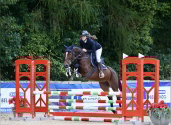Hannoveraner, Stute, 6 Jahre, 165 cm, Brauner