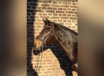 Hannoveraner, Stute, 6 Jahre, 165 cm, Dunkelbrauner