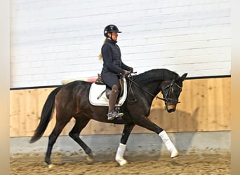 Hannoveraner, Stute, 6 Jahre, 165 cm, Dunkelbrauner