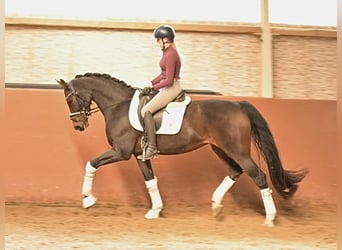 Hannoveraner, Stute, 6 Jahre, 165 cm, Dunkelbrauner