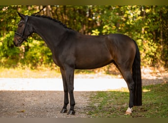 Hannoveraner, Stute, 6 Jahre, 165 cm, Dunkelbrauner