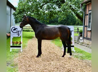 Hannoveraner, Stute, 6 Jahre, 165 cm, Dunkelbrauner