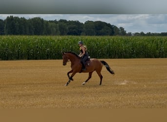 Hannoveraner, Stute, 6 Jahre, 165 cm