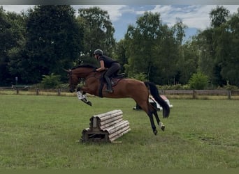 Hannoveraner, Stute, 6 Jahre, 165 cm