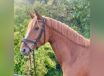 Hannoveraner, Stute, 6 Jahre, 165 cm, Fuchs