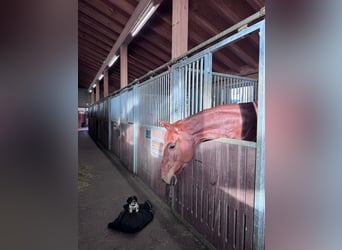 Hannoveraner, Stute, 6 Jahre, 165 cm, Fuchs