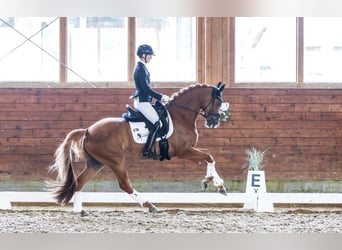 Hannoveraner, Stute, 6 Jahre, 165 cm, Fuchs
