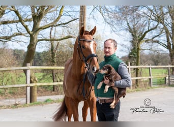Hannoveraner, Stute, 6 Jahre, 165 cm, Fuchs