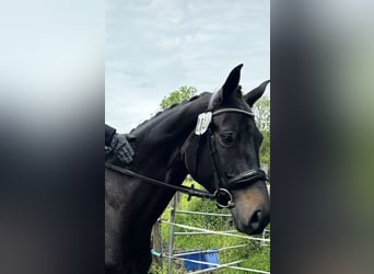 Hannoveraner, Stute, 6 Jahre, 165 cm, Schwarzbrauner
