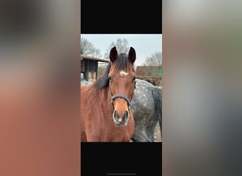 Hannoveraner, Stute, 6 Jahre, 166 cm, Brauner