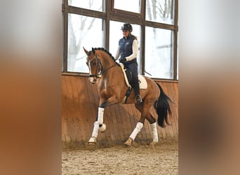 Hannoveraner, Stute, 6 Jahre, 166 cm, Brauner