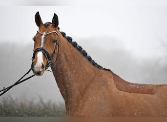 Hannoveraner, Stute, 6 Jahre, 166 cm, Brauner