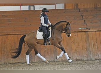 Hannoveraner, Stute, 6 Jahre, 166 cm, Brauner