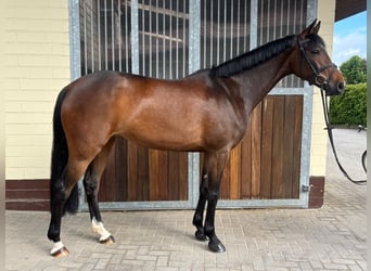 Hannoveraner, Stute, 6 Jahre, 166 cm, Brauner