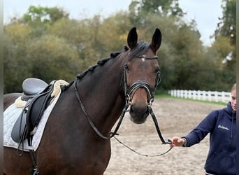 Hannoveraner, Stute, 6 Jahre, 166 cm, Dunkelbrauner