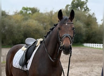 Hannoveraner, Stute, 6 Jahre, 166 cm, Dunkelbrauner