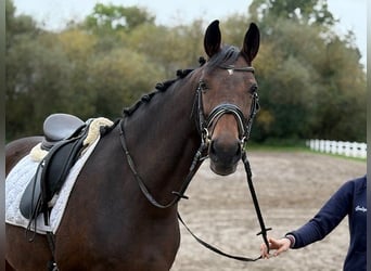 Hannoveraner, Stute, 6 Jahre, 166 cm, Dunkelbrauner