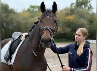 Hannoveraner, Stute, 6 Jahre, 166 cm, Dunkelbrauner