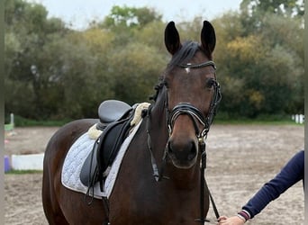 Hannoveraner, Stute, 6 Jahre, 166 cm, Dunkelbrauner
