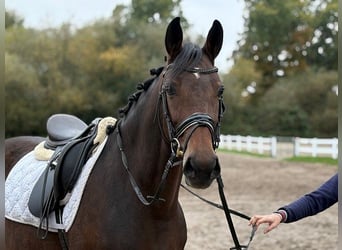 Hannoveraner, Stute, 6 Jahre, 166 cm, Dunkelbrauner