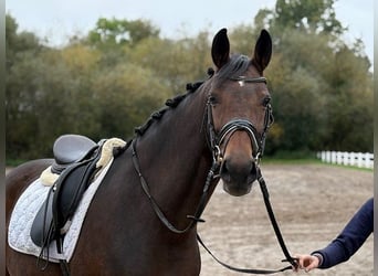 Hannoveraner, Stute, 6 Jahre, 166 cm, Dunkelbrauner