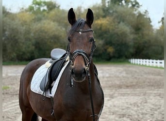 Hannoveraner, Stute, 6 Jahre, 166 cm, Dunkelbrauner