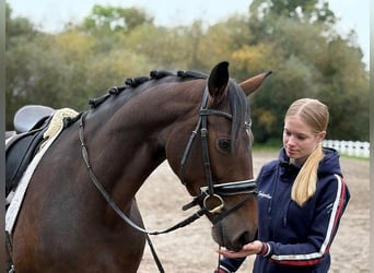 Hannoveraner, Stute, 6 Jahre, 166 cm, Dunkelbrauner
