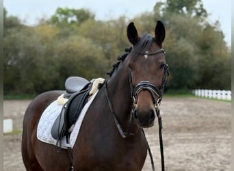 Hannoveraner, Stute, 6 Jahre, 166 cm, Dunkelbrauner