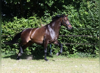 Hannoveraner, Stute, 6 Jahre, 166 cm, Dunkelbrauner