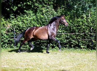 Hannoveraner, Stute, 6 Jahre, 166 cm, Dunkelbrauner