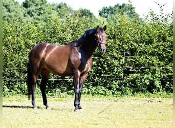 Hannoveraner, Stute, 6 Jahre, 166 cm, Dunkelbrauner