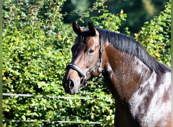 Hannoveraner, Stute, 6 Jahre, 166 cm, Dunkelbrauner