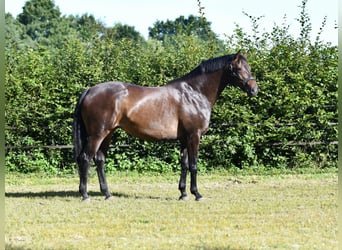 Hannoveraner, Stute, 6 Jahre, 166 cm, Dunkelbrauner