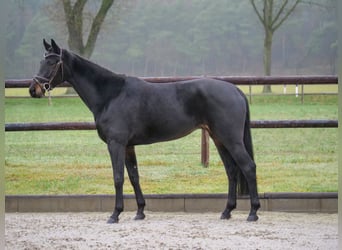 Hannoveraner, Stute, 6 Jahre, 166 cm, Dunkelbrauner