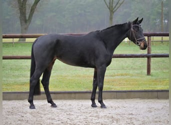 Hannoveraner, Stute, 6 Jahre, 166 cm, Dunkelbrauner