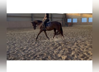 Hannoveraner, Stute, 6 Jahre, 166 cm, Dunkelfuchs