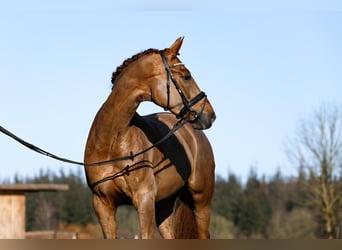 Hannoveraner, Stute, 6 Jahre, 166 cm, Fuchs