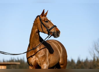 Hannoveraner, Stute, 6 Jahre, 166 cm, Fuchs