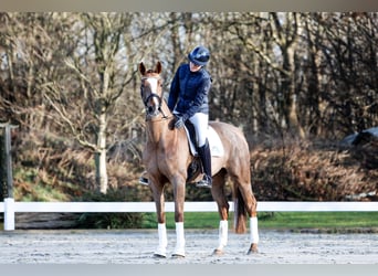 Hannoveraner, Stute, 6 Jahre, 166 cm, Fuchs