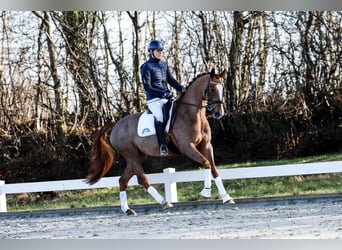 Hannoveraner, Stute, 6 Jahre, 166 cm, Fuchs