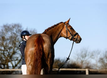 Hannoveraner, Stute, 6 Jahre, 166 cm, Fuchs