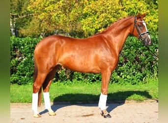 Hannoveraner, Stute, 6 Jahre, 166 cm, Fuchs