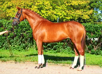 Hannoveraner, Stute, 6 Jahre, 166 cm, Fuchs